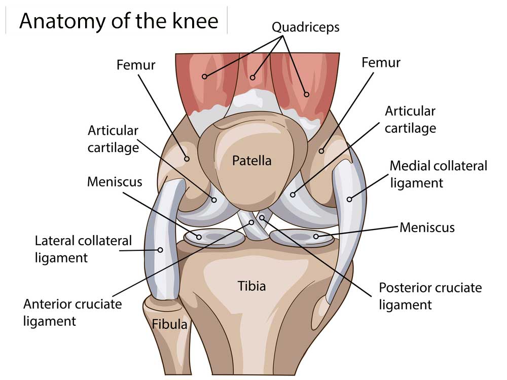 Labeled anatomy diagram of the knee showing the femur, patella, tibia, menisci, cartilage, and ligaments