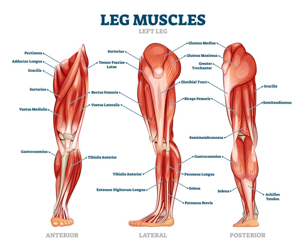 Labeled diagram of the leg muscles from anterior, lateral, and posterior views
